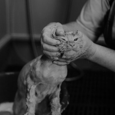 A black and white portrait of a cat being gently groomed, showcasing pet care.