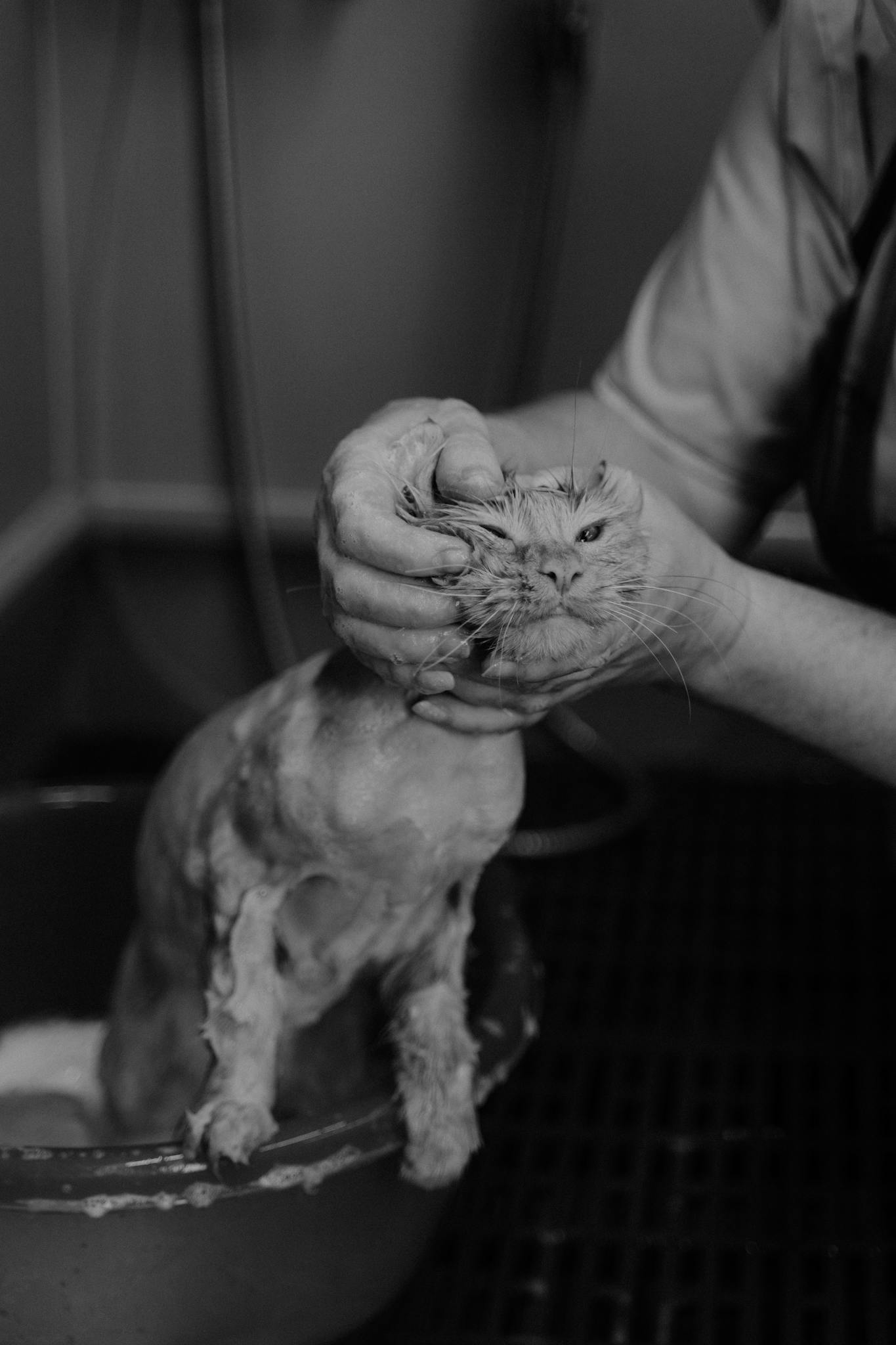 A black and white portrait of a cat being gently groomed, showcasing pet care.
