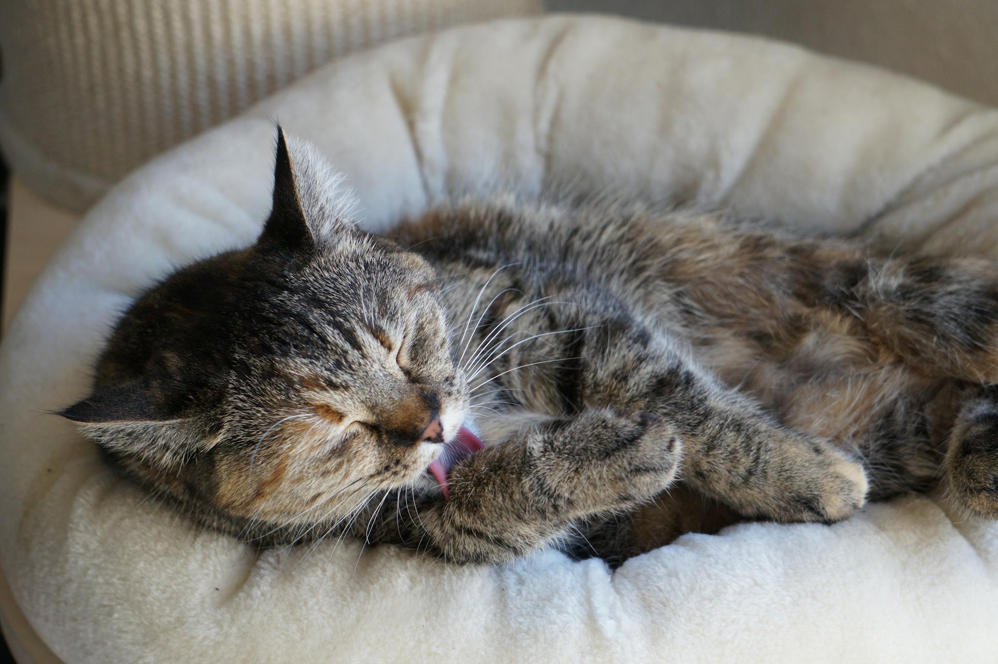 A fluffy tabby cat licking its paw while comfortably relaxing on a plush bed indoors.