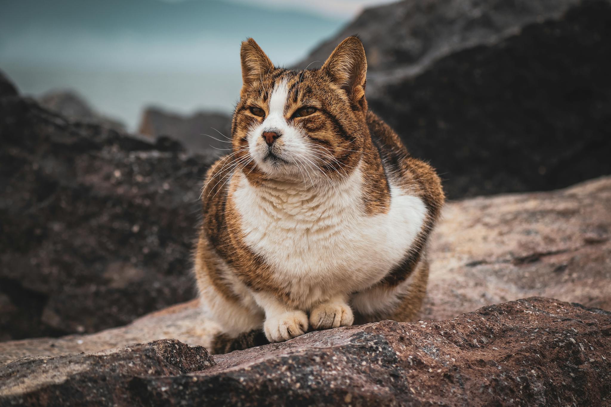A serene tabby cat sits peacefully on rocks in an outdoor setting, exuding a calm presence.