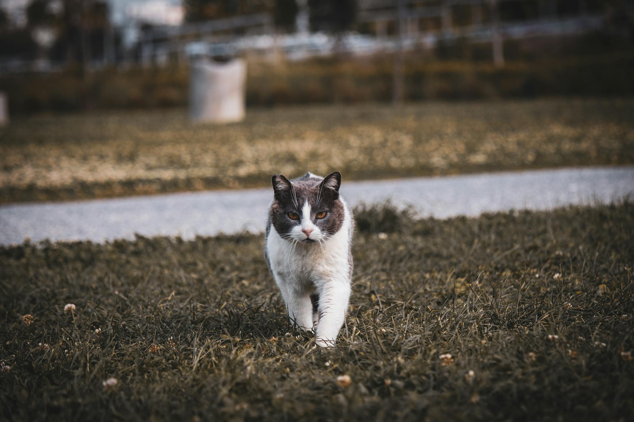 A stray cat cautiously walks through a grassy park area during the day.
