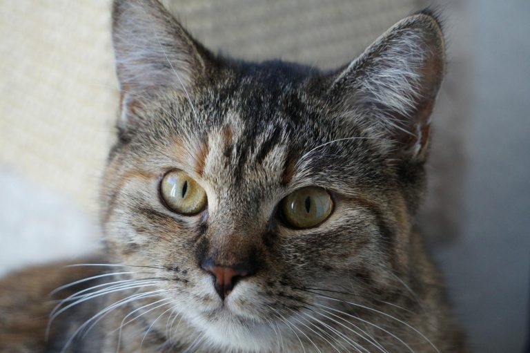 Adorable tabby cat with striking eyes and fluffy fur in a close-up portrait.