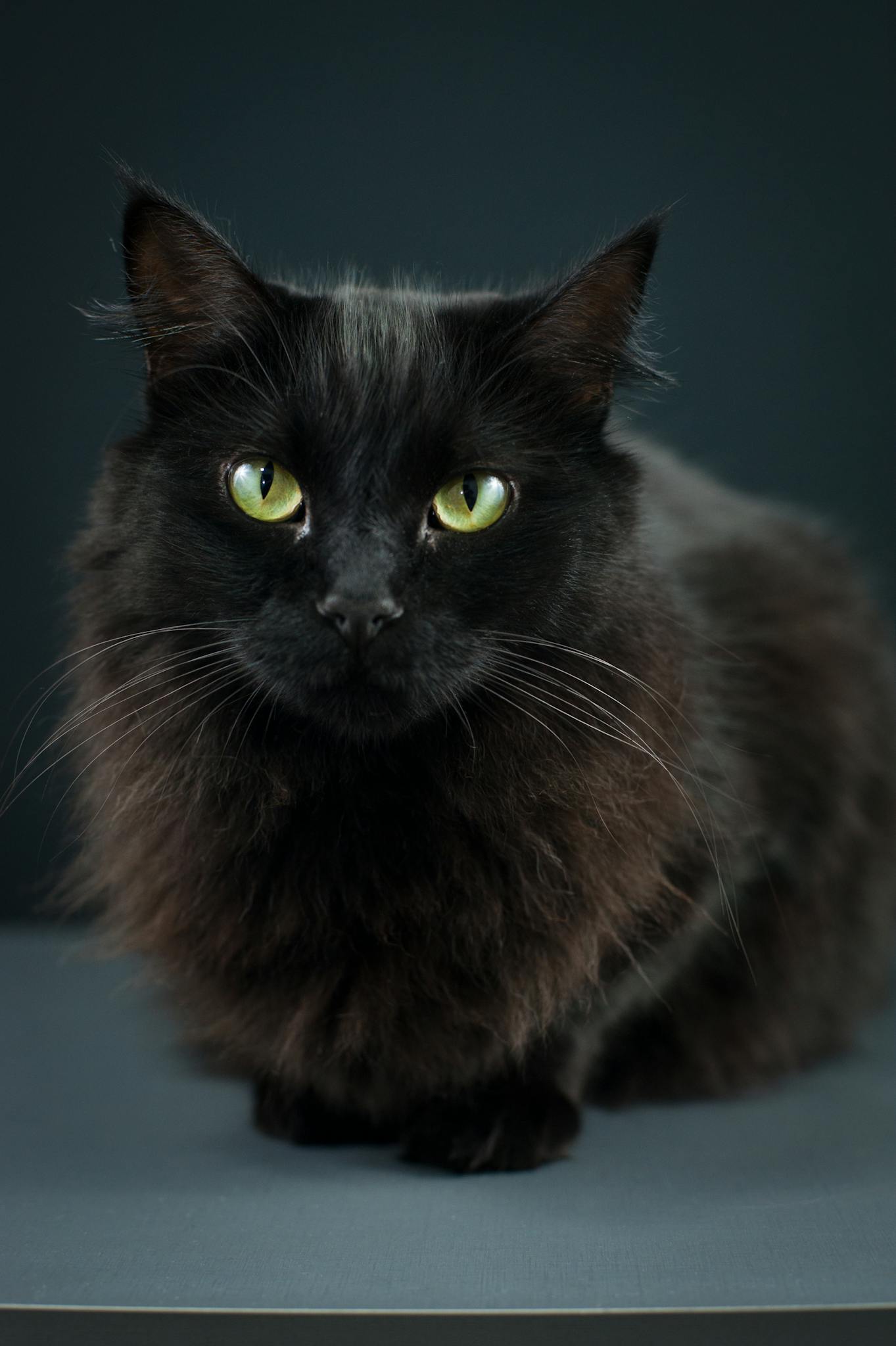 Charming portrait of a fluffy black cat with bright green eyes in a studio setting.