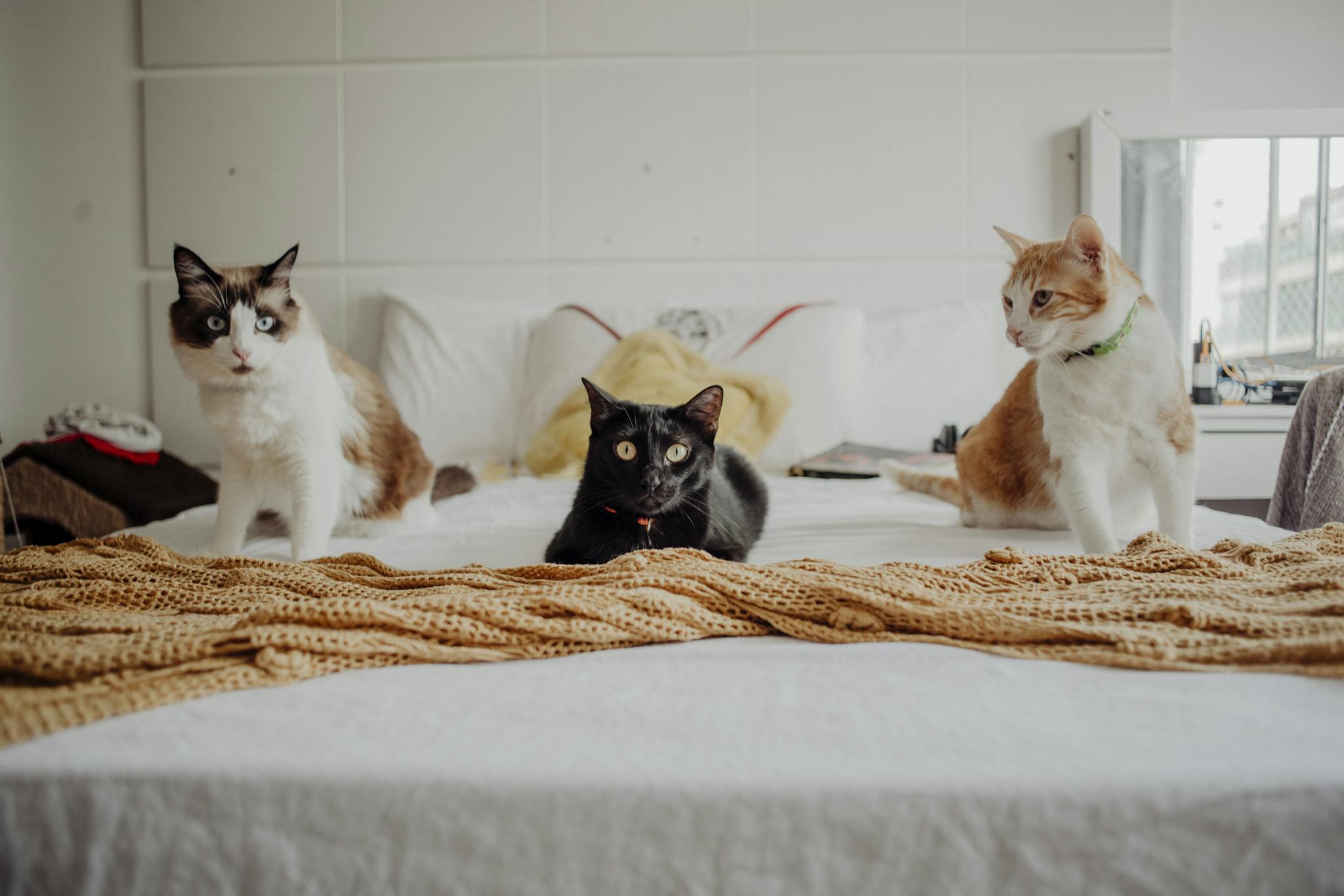 Three adorable cats relaxing on a cozy bed indoors, showcasing domestic tranquility.